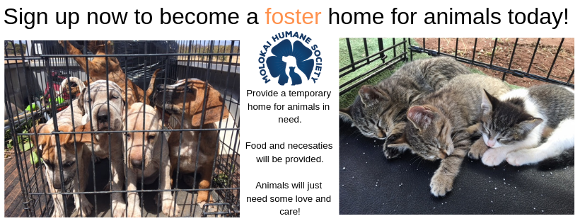 Provide a tempory home for an animal today!