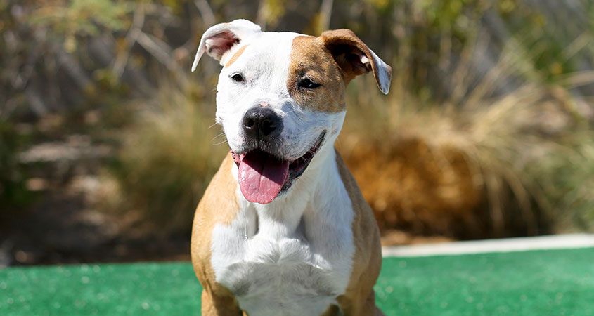 Ten-things-you-didn’t-know-about…-pit-bulls